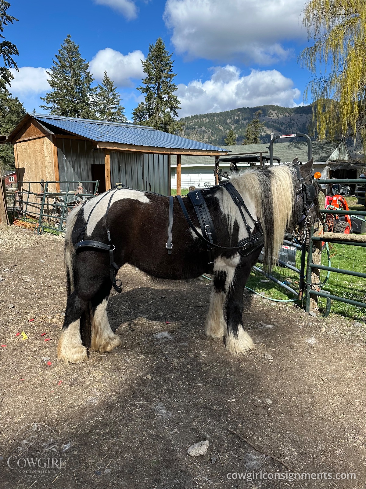 Single Driving Harness, Cob Size, photo 4