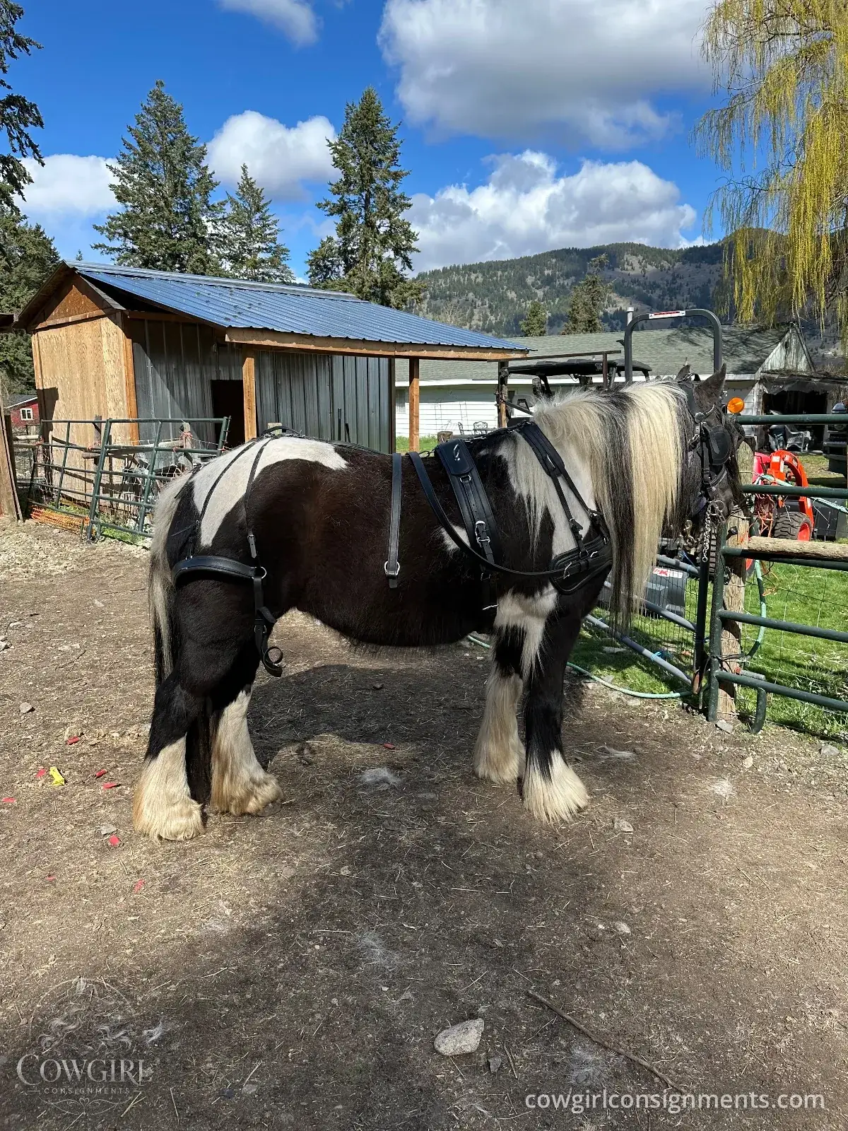 Single Driving Harness, Cob Size, photo 4