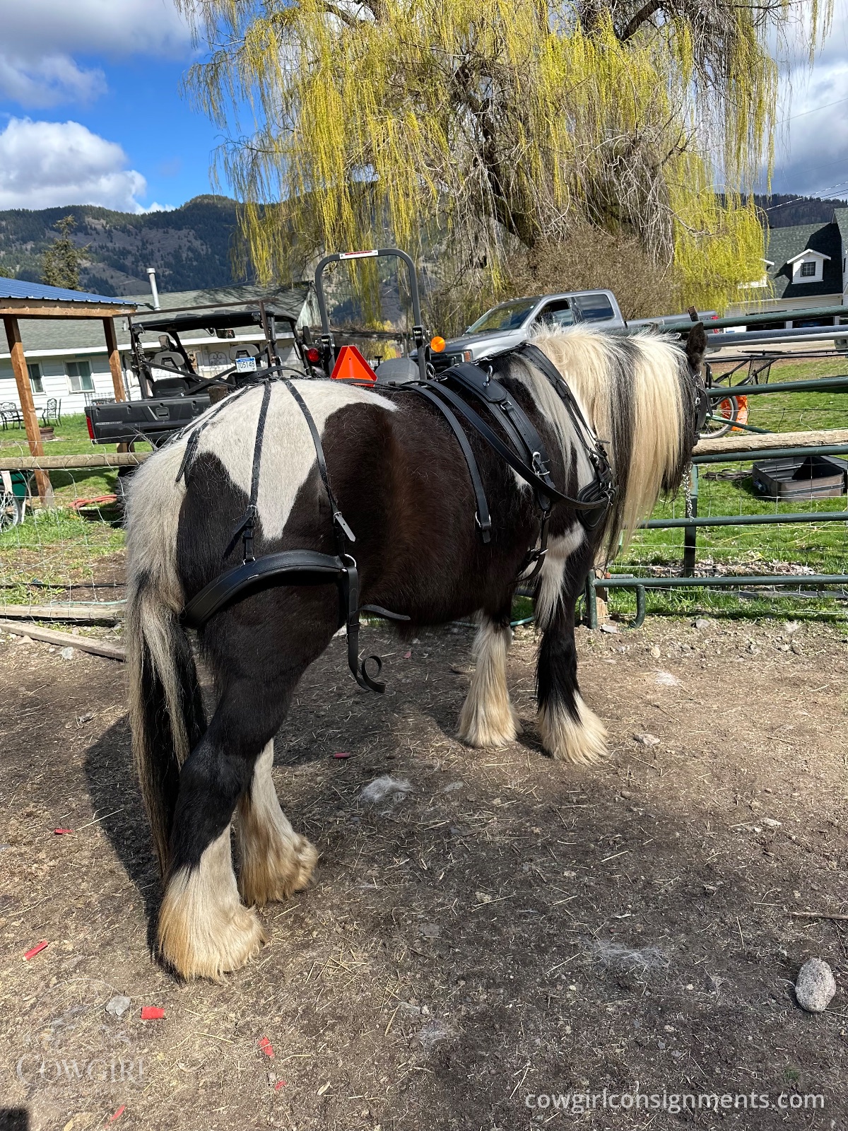 Single Driving Harness, Cob Size, photo 5
