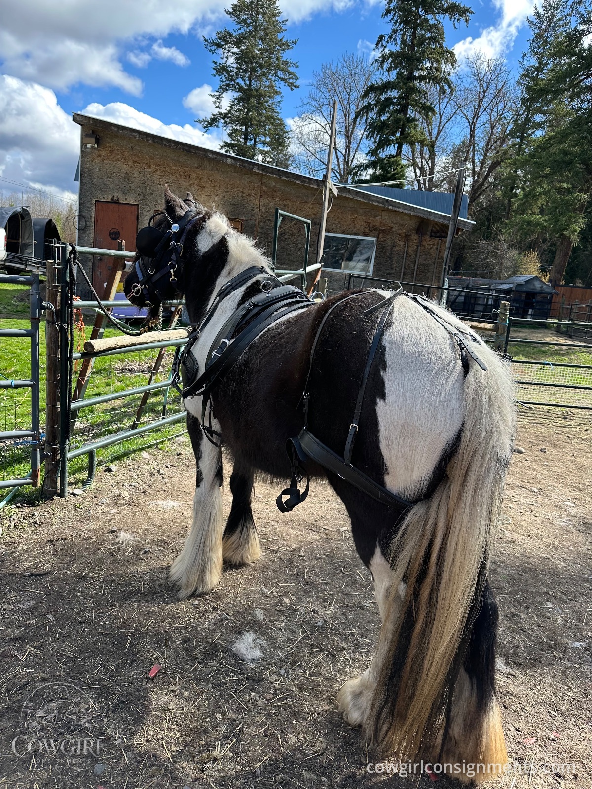 Single Driving Harness, Cob Size, photo 6
