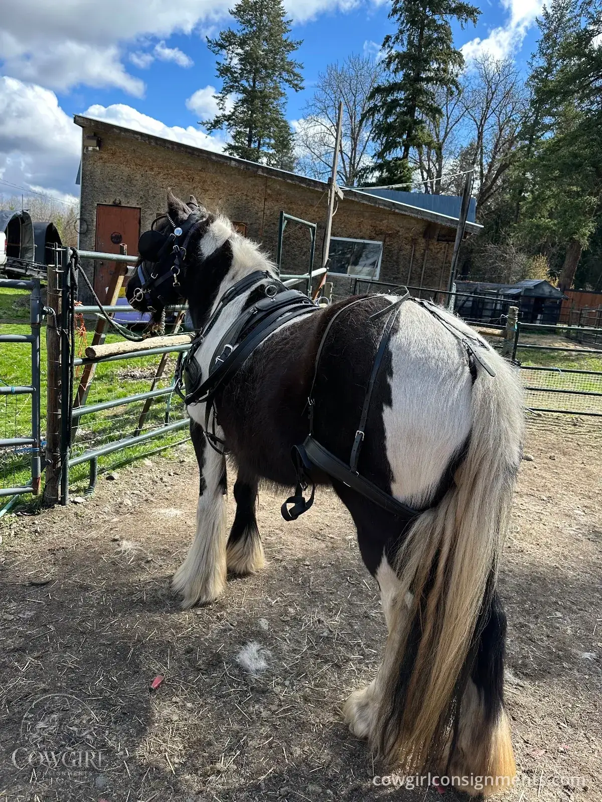 Single Driving Harness, Cob Size, photo 6