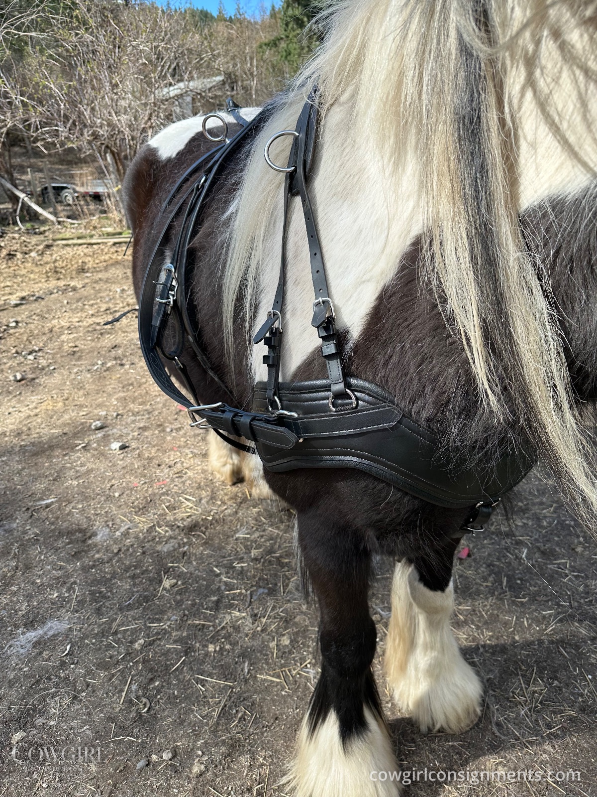 Single Driving Harness, Cob Size, photo 7